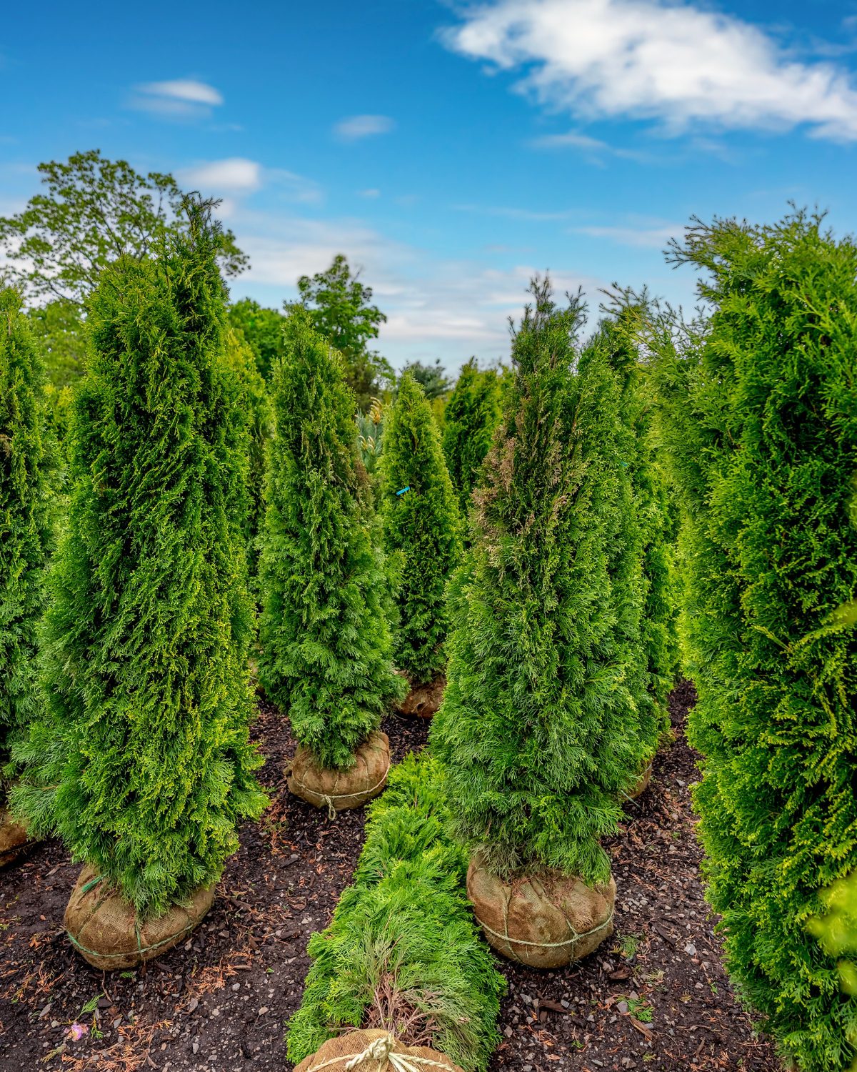 Tall Arbor Vitaes in Southington Tall arborvitae shrubs at HQ Landscaping in Southington, CT, ideal for creating backyard privacy screens and green barriers